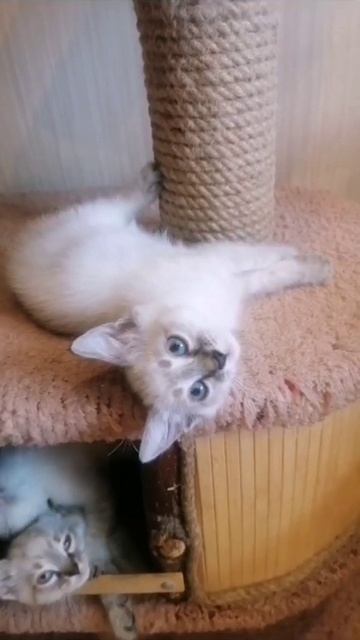 Котики