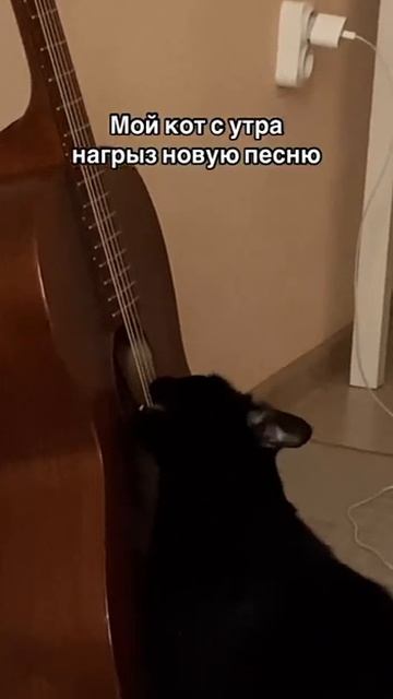 Грызем хит