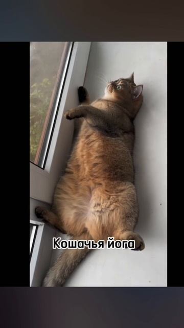 #йога#cat #йогатерапия