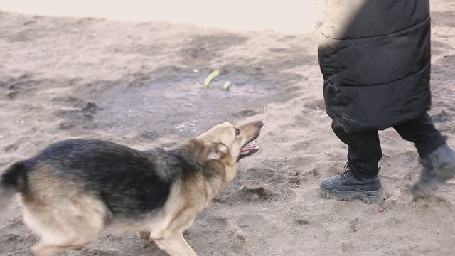 Активный молодой метис Немецкой овчарки ищет дом❤️