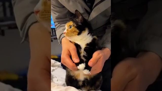Разнообразие цветов кошачьей шерсти