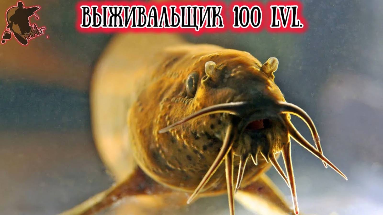 Мастер выживания в неблагоприятных условиях наших водоёмов. Дышит кишкой и предсказывает погоду.