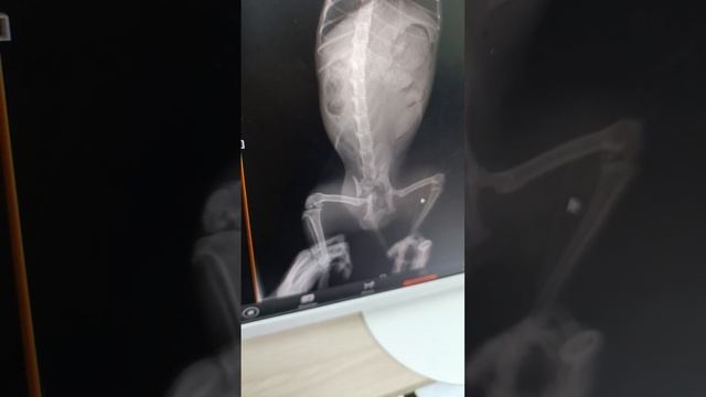 Котик симба просит помощи в лечении