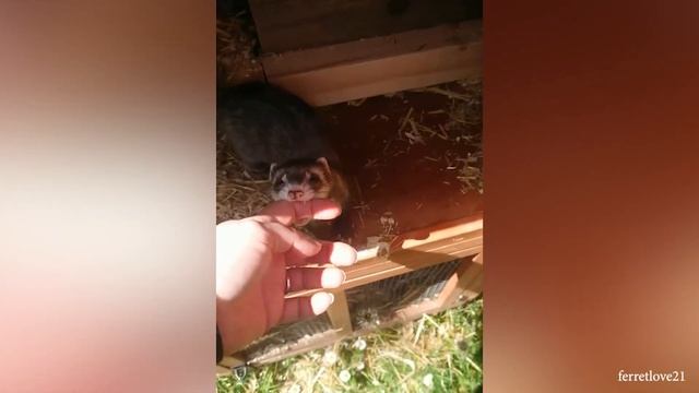 Забавное ЖИВОТНОЕ заставит вас ХОХОТАТЬ ДО УПАДУ! Видео с невероятным моментом