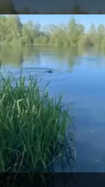 Утро на рыбалке 🎣 всегда доброе! Ну, почти всегда..