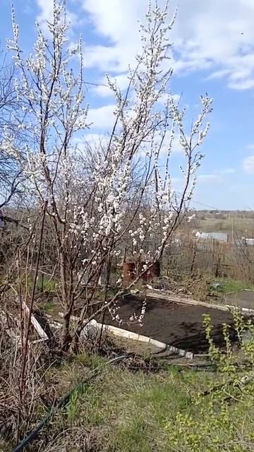 Абрикос полон грёз