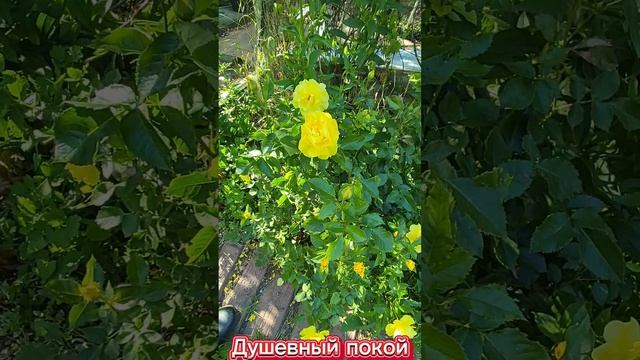 2025 Любимая хатка Душевный покой