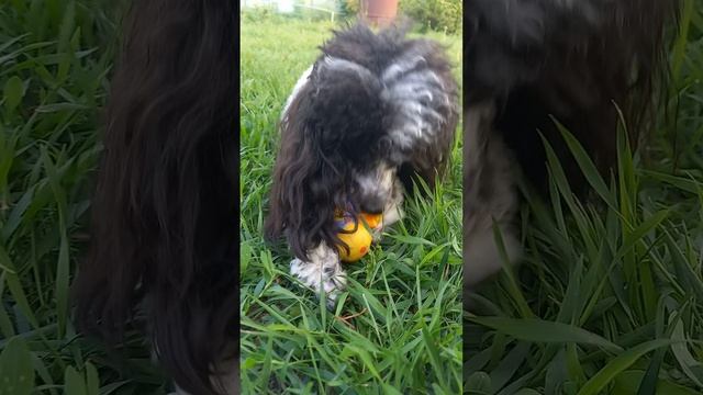 #тойпудель съела у пчелы все лапки