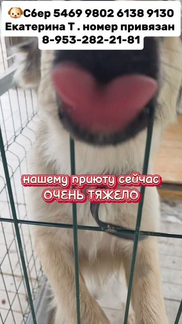 ПОМОГИТЕ НАШЕМУ ПРИЮТУ