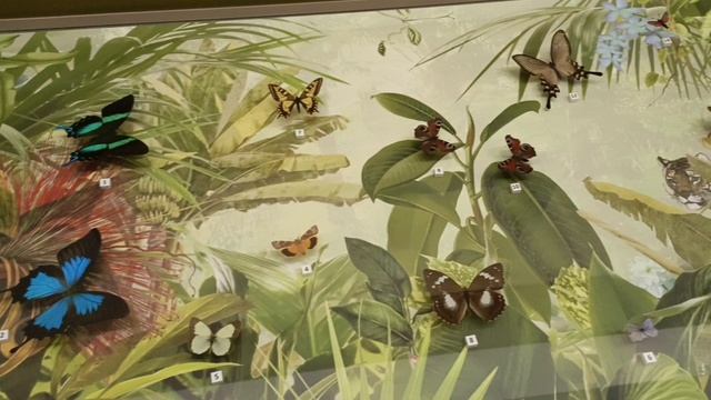 Прогулки по Москве. ВДНХ: история восстановления, павильон цветоводства.