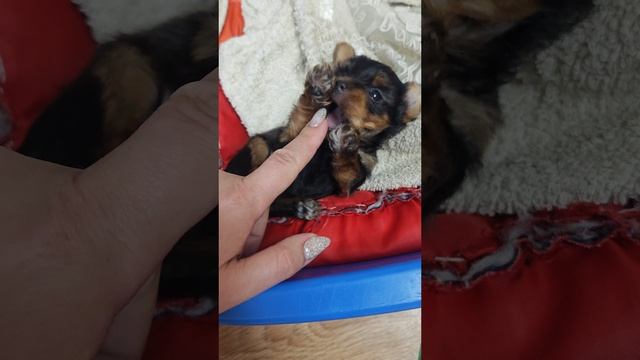 вечерний жор у мамы Йорка