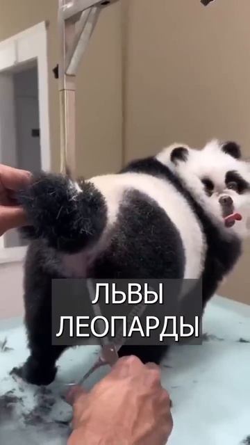 Клип @mem_archive