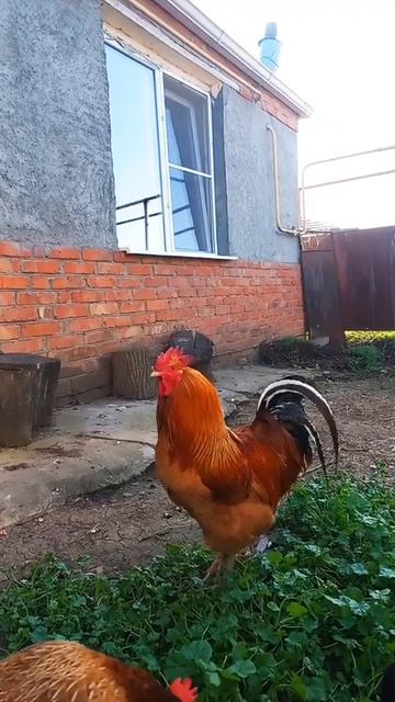 дар божий