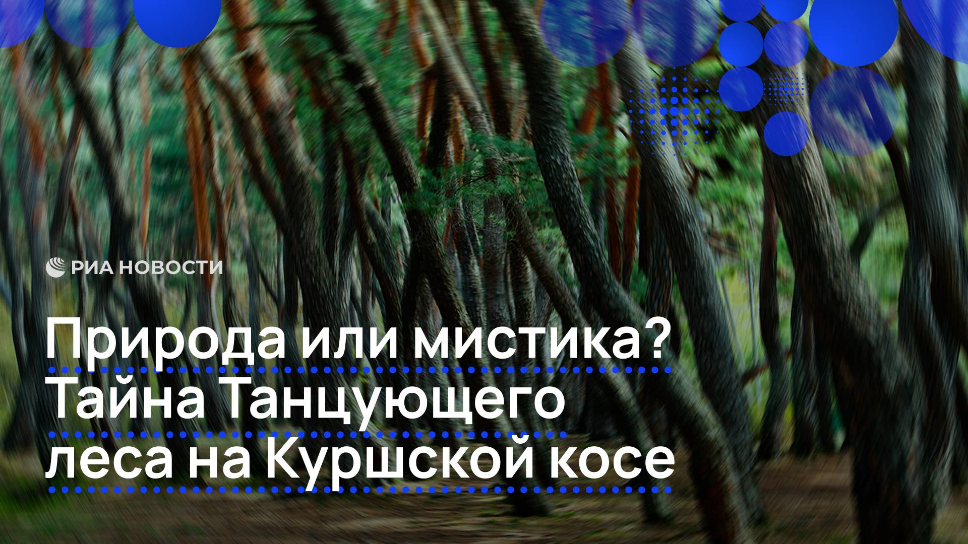 Природа или мистика? Тайна Танцующего леса на Куршской косе