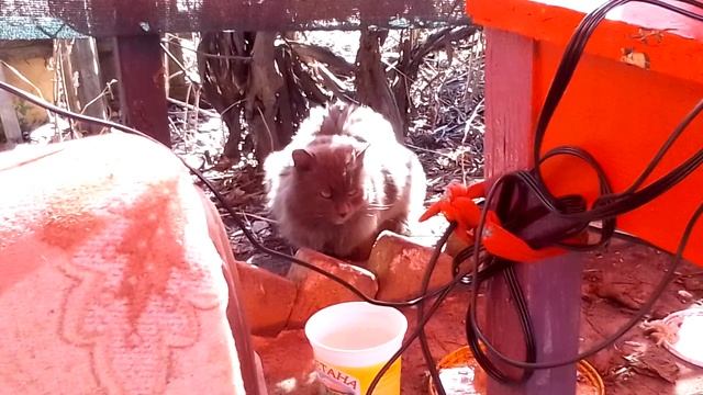 Пушистый котенок пепельной раскраски пришел перекусить на дачу 🐱🏡😈