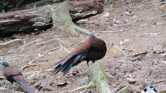 Горный павлиний фазан Polyplectron inopinatum