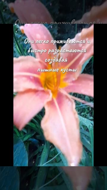 Цветок лилейник-украшение любого сада
