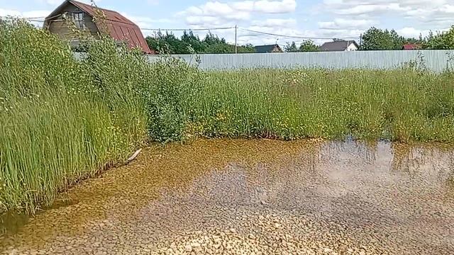 лесное озеро в видео
