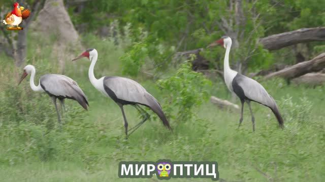 Мир птиц – красота и грация пернатых созданий Природы 🦩🦚🦜 Выпуск (251) 🦉🐦🐤