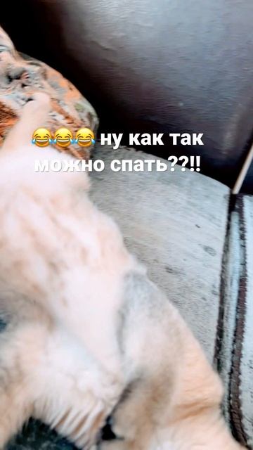 #Панда#кошкаспит