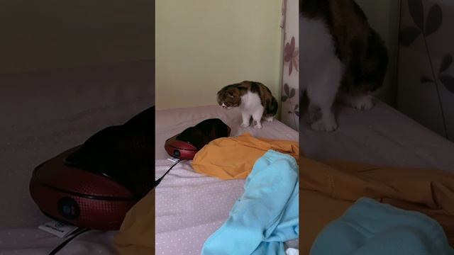 Животные-приколы и не только