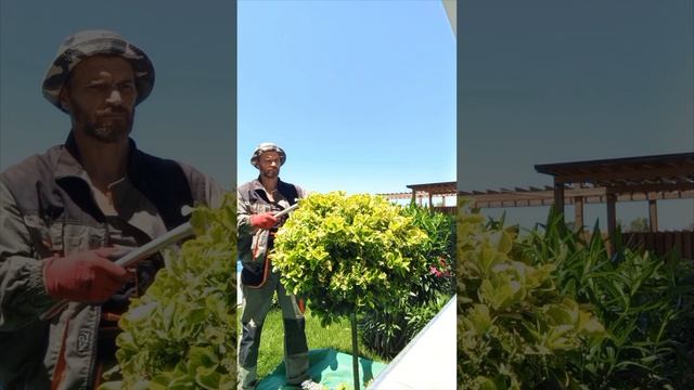 Рабочие моменты, стрижка Бересклета на штамбе [28.05.2025], Краевско -Армянское, Третья бригада