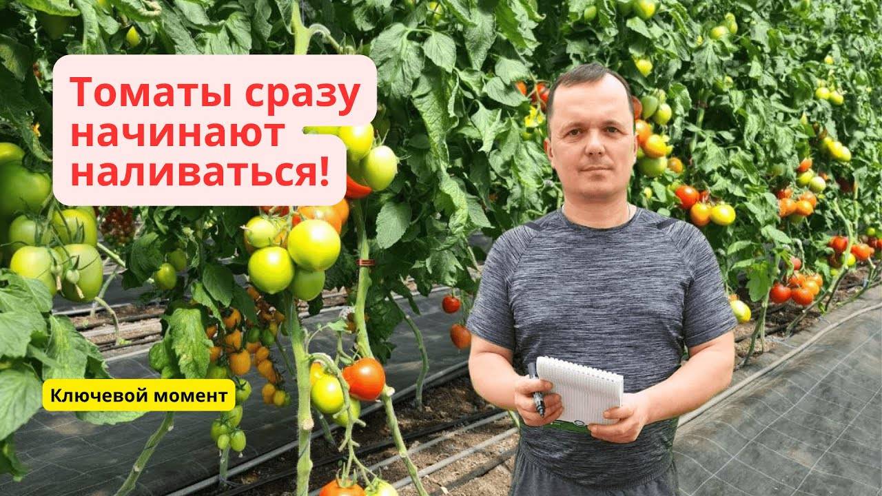 Почему помидоры мелкие Одна подкормка — и плоды как с картинки!