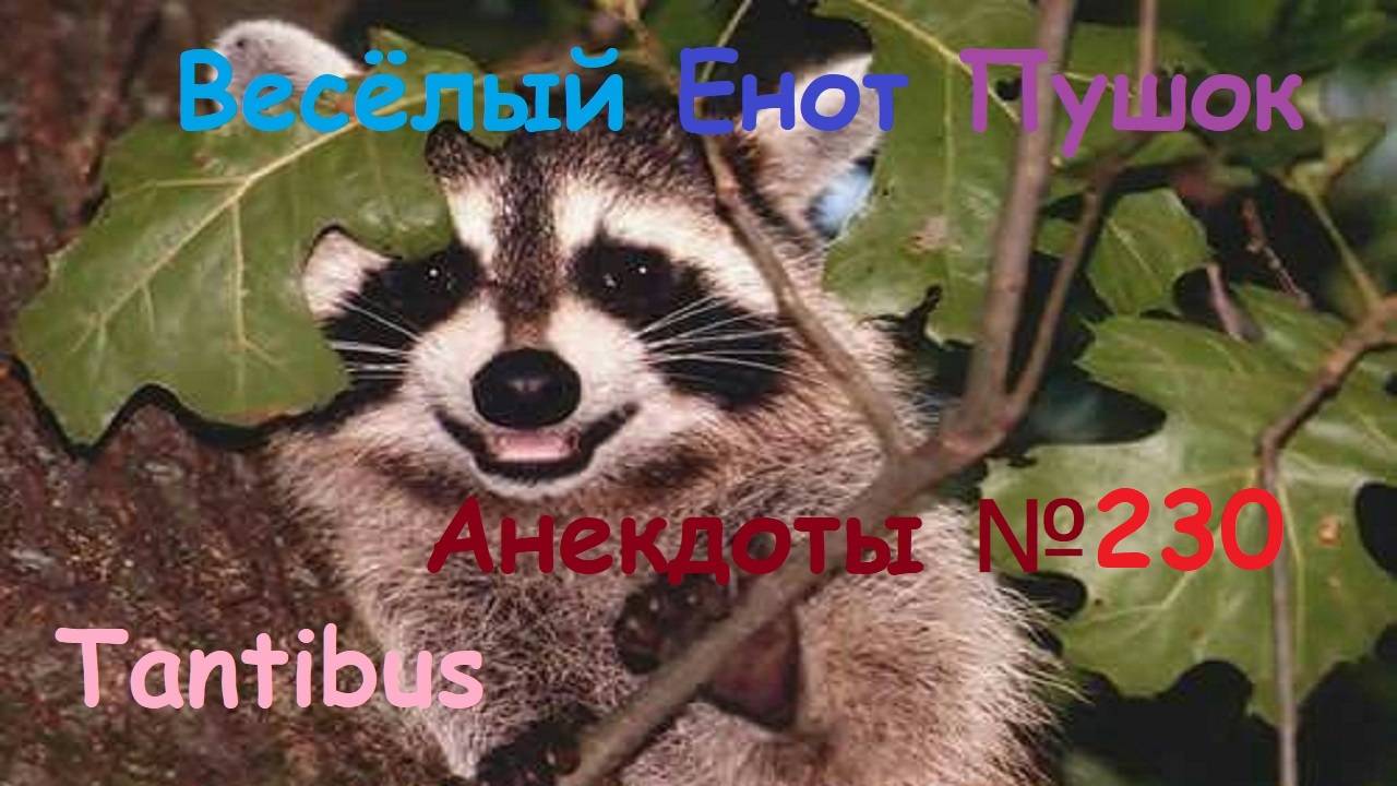 Енот пушок рассказывает анекдоты №230