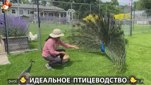 Идеальное птицеводство достойно восхищения 🐓🦆🦢🦚🦃🐔 эпизод (260)