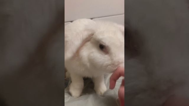 Кролик и пылесос 🤣