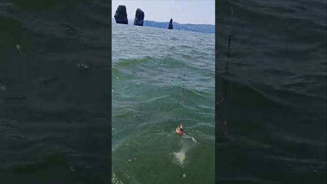 1000023670.mp4.  
Камчатка. 20.06.25
Девчонки на рыбалке.
Дима -главный по ухе