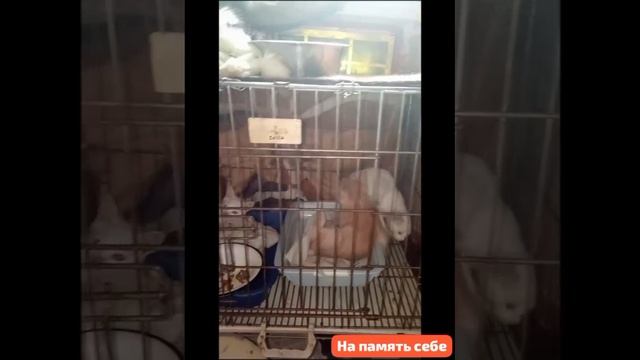 Сделала себе на память. 
Вроде ,только родились,а уже вот какие  
И не заметишь,как будут старыми.