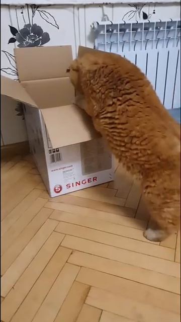 Мистер грация