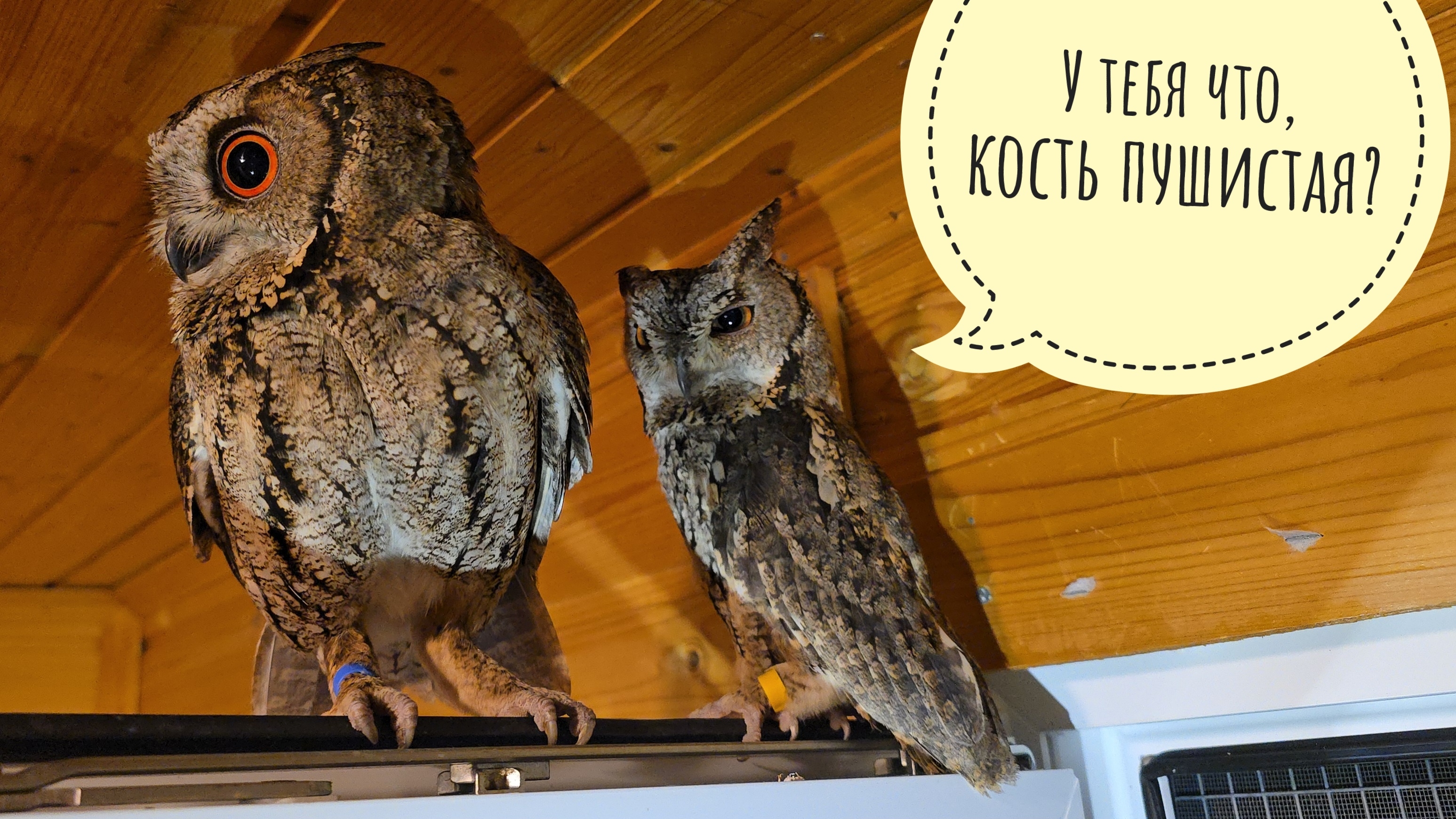Совам назначен полный курс лечения. Хожу жалуюсь на это другим совам