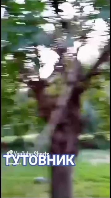 ТУТОВНИК ВАНЧ