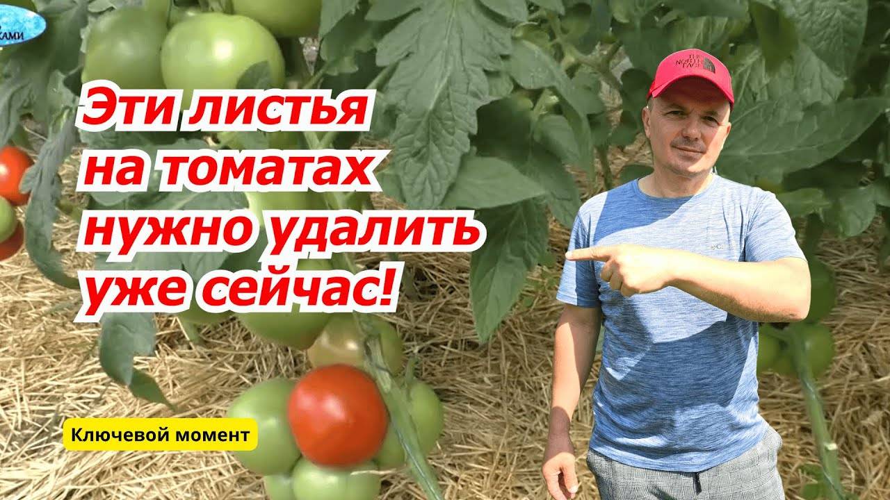 Какие листья нужно удалить на томатах, что бы они дали большой урожай.
