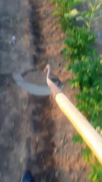 Деревенские выходные, окучиваем картофель