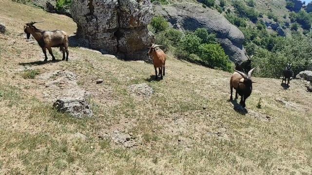 Неожиданная встреча в горах