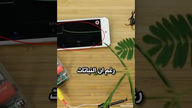 Что же нашли ученые в этом растении