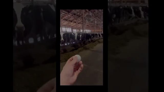 Смех продлевает жизнь 😂
