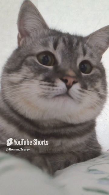 мысли от кота 😁 #юмор #смешно