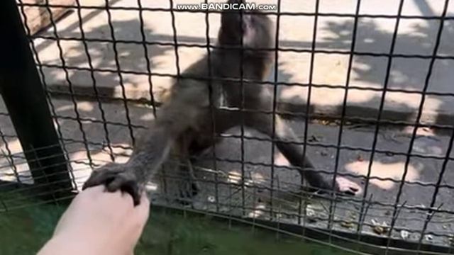 Гамадрил Люська поздоровалась с Алинкой