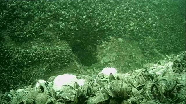 1000045500.mp4Волга гл.5м.28.06.2025г.