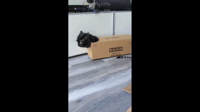 Funny Cats #3