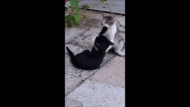 Котики ищут  маму! Новороссийск