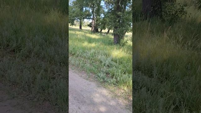 Немо бегаетVID_20250627_110246