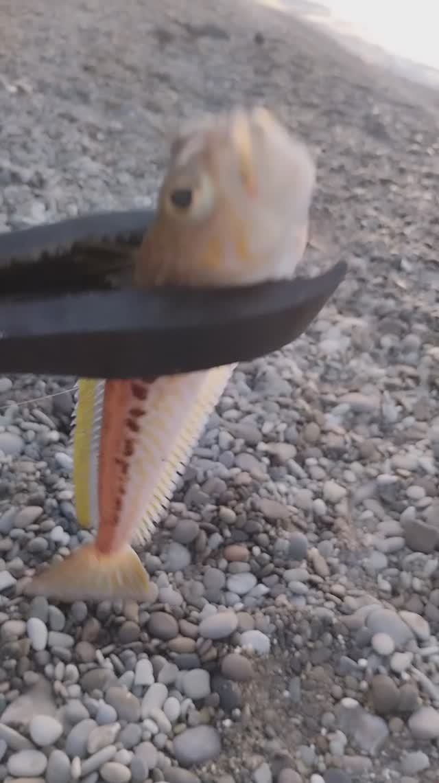 ядовитые рыбы чёрного моря