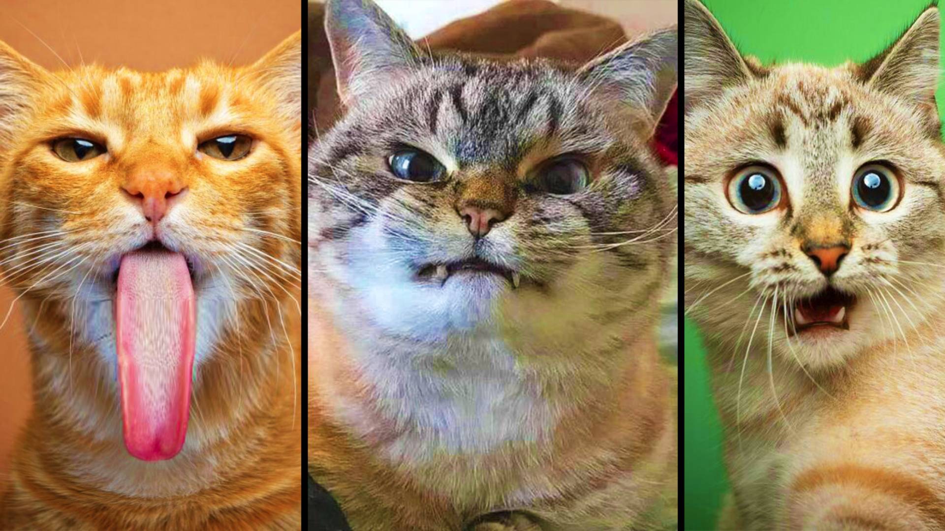 Funniest Cats and Dogs Clips 2025😼🐶Try Not To Laugh😜🐶😼 5 Minutes of Laughter 😹