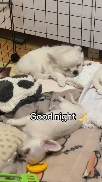 Сладких снов 💤 
#chihuahua #чихуахуа #чихуа #питомникчихуахуа