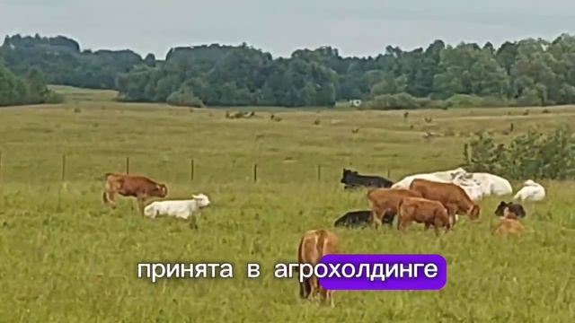 Продажа племенных быков и коров от 1 головы!